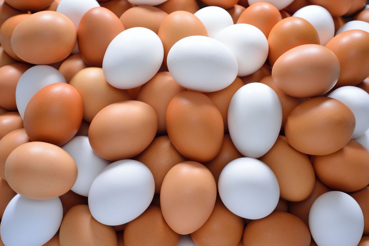 اسعار البيض اليوم1 اسعار البيض اليوم1